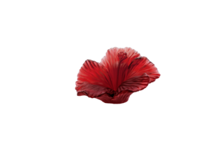 Fleur décorative Hibiscus Daum 