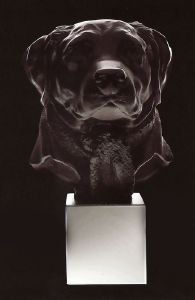 Gaspard Labrador chien Daum