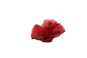 Fleur décorative Hibiscus Daum 