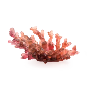 Coupe en pâte de verre de la prestigieuse cristallerie Daum, collection Mer de Corail. Couleur rouge aurore, moyen modèle.